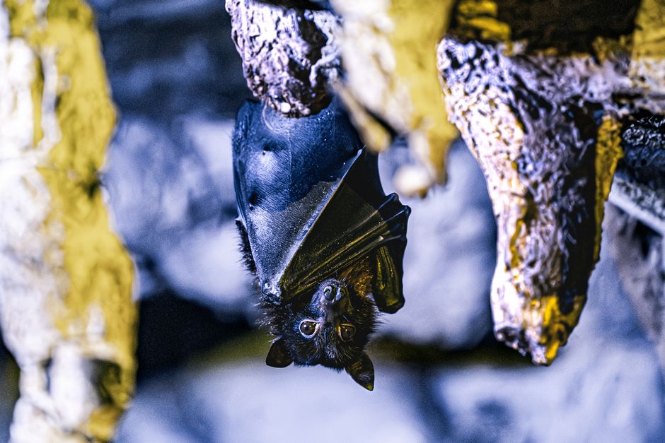 Bat Week Reminds New Yorkers: The Bats Are Here, and Useful